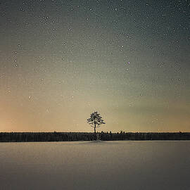 Just another tree by Toni Heikkinen