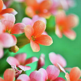 Kalanchoe Flowers by Nancybelle Gonzaga Villarroya