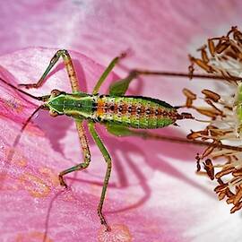 Pretty In Pink - Katydid Nymph by KJ Swan