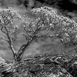 King of the Rock in Black and White by Kelley King