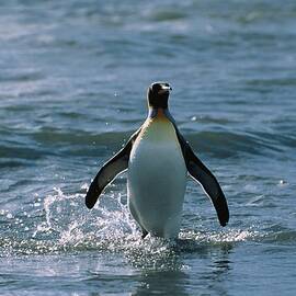King Penguin, Aptenodytes Patagonicus, South Giorgia, Antarctic by Konrad Wothe