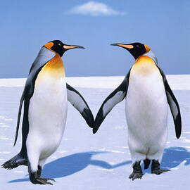 King Penguins Aptenodytes Patagonicus by Johnny Johnson