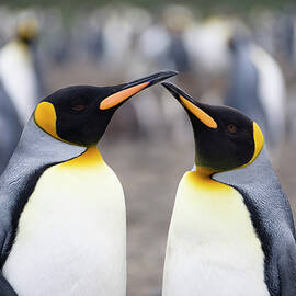 King Penguins, Aptenodytes Patagonicus, Salisbury Plains, South Georgia, Antarctica by Konrad Wothe