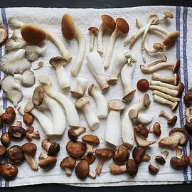 King Trumpet, Piopinni, Maitake, Shitake, Oyster And Matsutake Mushrooms On A White Tea Towel by Bayle Doetch