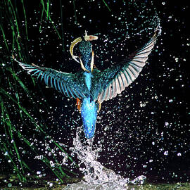Kingfisher, Udine, Italy by Luciano Gaudenzio