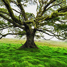 Koa Tree Acacia Koa Panorama Hawaii by Alvis Upitis