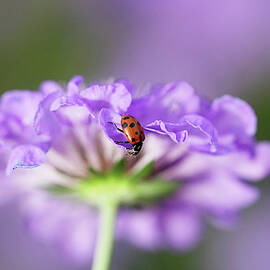Ladybug On Flower by Barbaracarrollphotography