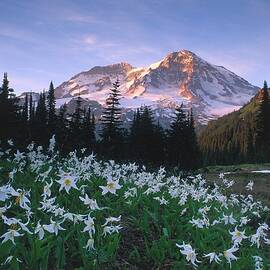 Landscape At Mount Rainier Np, Wa by Silko Bednarz