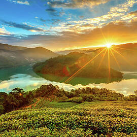Landscape Of Tea Farm On Hill by Wan Ru Chen