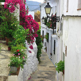 Lantern And Flowers by CAsar G.m.