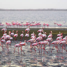 Large flock of pink flamingos in Walvis Bay, Namibia by Miroslav Liska