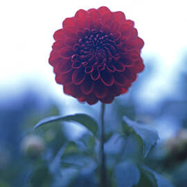 Large Red Dahlia by Richard Felber