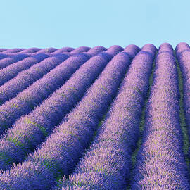 Lavender Field by Cornelia Doerr