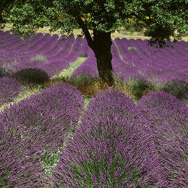 Lavender Field In Provence by Giovanni Simeone