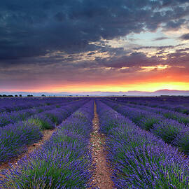 Lavender Field In Valensole France by Tim Mannakee