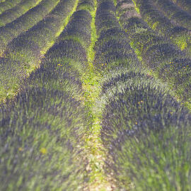 Lavender Field by Yves Andre