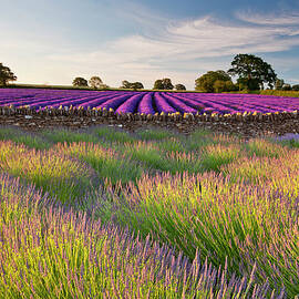 Lavender Fields At Dawn by Doug Chinnery