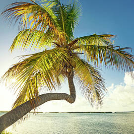 Leaning Palm Tree Over Water by Lumiere
