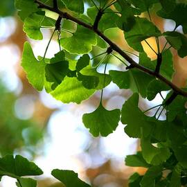Leaves On A Ginko Tree by Christopher Biggs