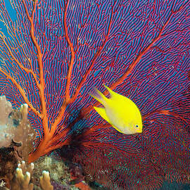 Lemon Damsel Pomacentrus Moluccensis by Rene Frederick