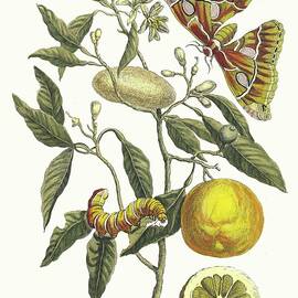 Lemon by Maria Sibylla Merian