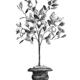 Lemon tree by Anna Abramskaya