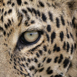 Leopard With A Gazelle Carcass Poster by Dr P. Marazzi / Science