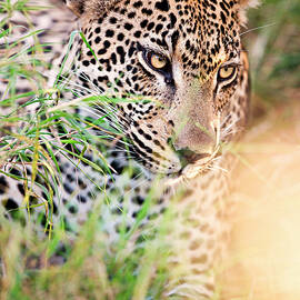 Leopard, South Africa by Marco Gaiotti