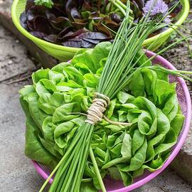 Lettuces, Chives And Parsley In Bowls On A Garden Path by Uwe Merkel