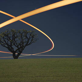 Light Trails Around Tree by Paul Taylor