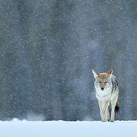Limping Home In The Snow by Peter Hudson
