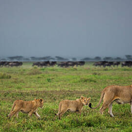 Lion And Cubs Crossing The Grassland In by Mint Images - Art Wolfe