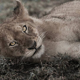 Lion Cub Lying On The Ground In The by Mint Images - Art Wolfe
