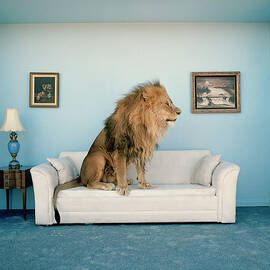 Lion Sitting On Couch, Side View by Matthias Clamer