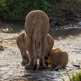 Lioness and Cub at Serengeti Watering Hole by Mary Lee Dereske