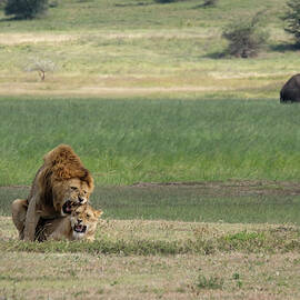 Lions in Love by Mary Lee Dereske