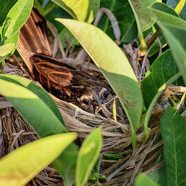 Little Bird Hiding In Nest by Laura Diez