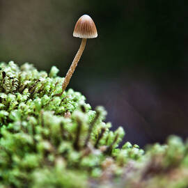 Little Mushroom by Christopher Kimmel