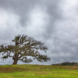 Live Oak, Hdr Image by Alvis Upitis
