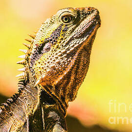 Lizardly by Jorgo Photography