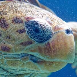 Loggerhead by KJ Swan