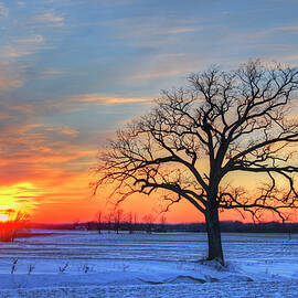 Lone Oak Tree In Winter Field During by Matt Champlin