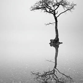 Lone Tree in the Mist by Grant Glendinning