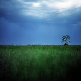 Lone Trees by Zeb Andrews