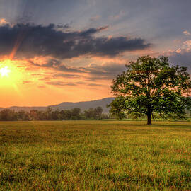 Lonely Tree In Field by Malcolm Macgregor