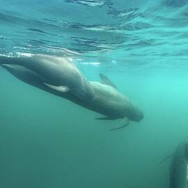 Long-finned Pilot Whales by James R.d. Scott