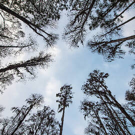 Looking Up by Joe Leone