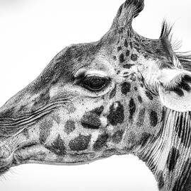 Maasai Giraffe by Jeffrey C. Sink