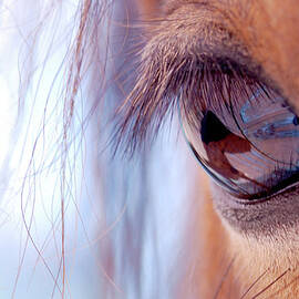 Macro Of Horse Eye by Anne Louise Macdonald Of Hug A Horse Farm