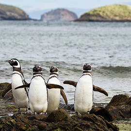 Magellanic Penguins, Spheniscus Magellanicus, Carcass Island, Falkland Islands, South America by Konrad Wothe